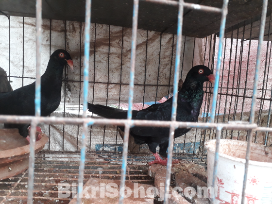 Black Denish running pair